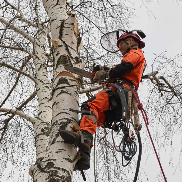 rochdale tree surgeon cutting down a tree