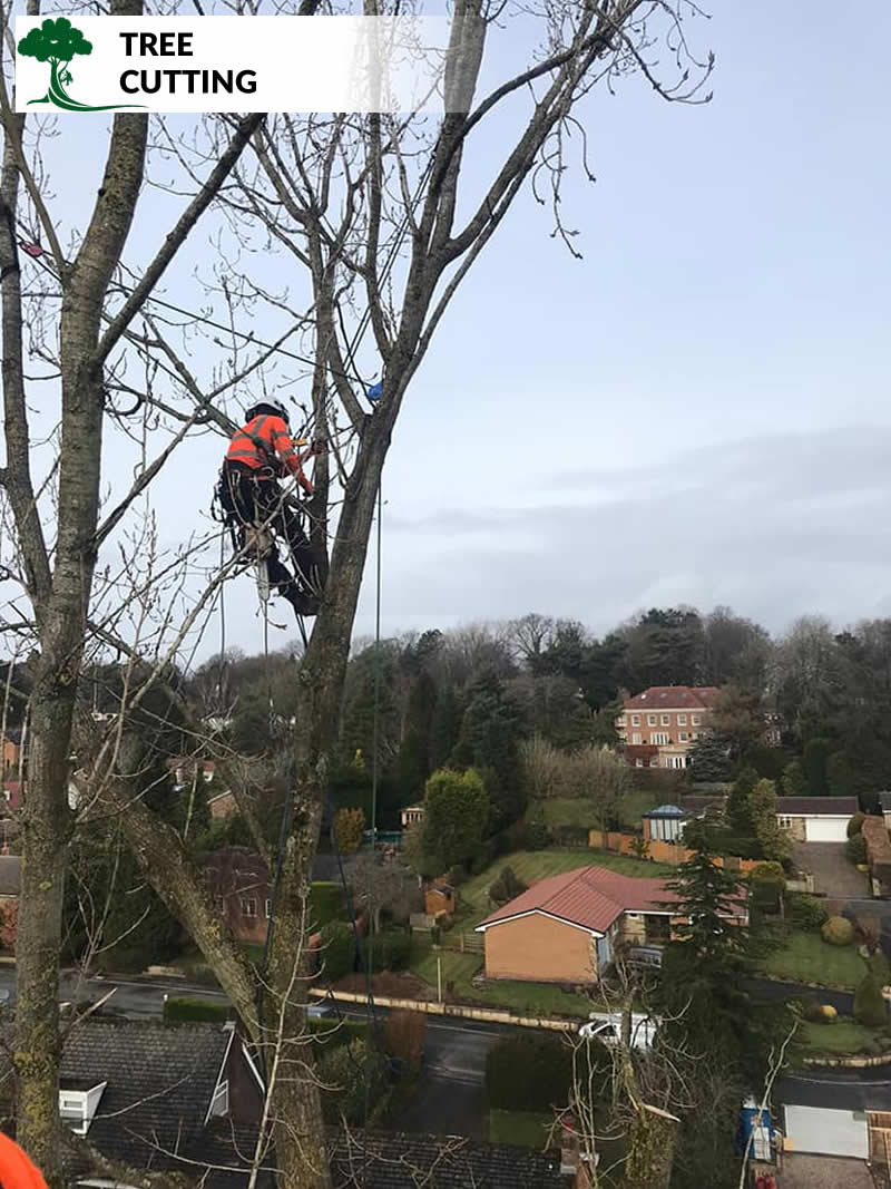 tree cutting in rochdale