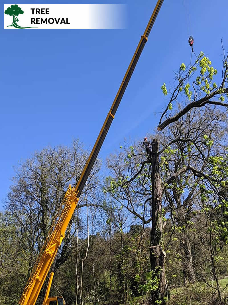 tree removal in rochdale