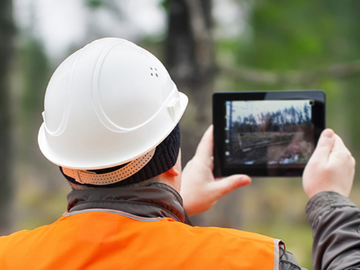 tree reports and surveys in rochdale