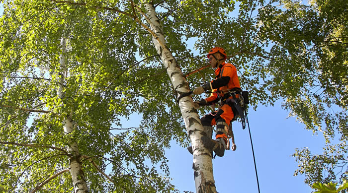tree surgeon using specialist equipment for climbing a tree